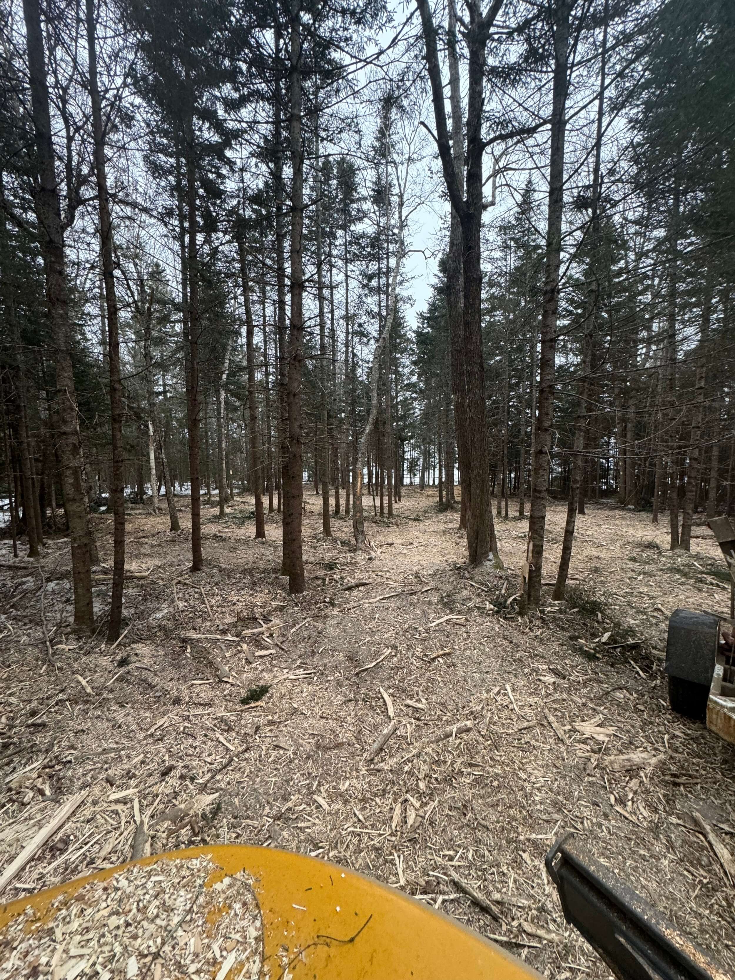 Brush cleanup and land clearing service