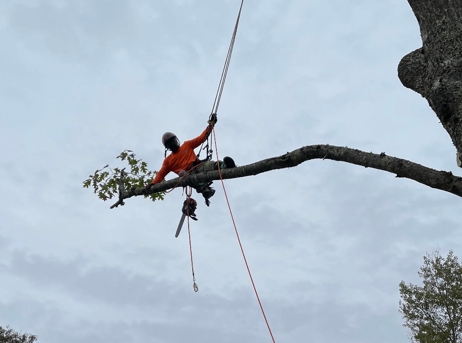 Tree trimming service in Hancock County