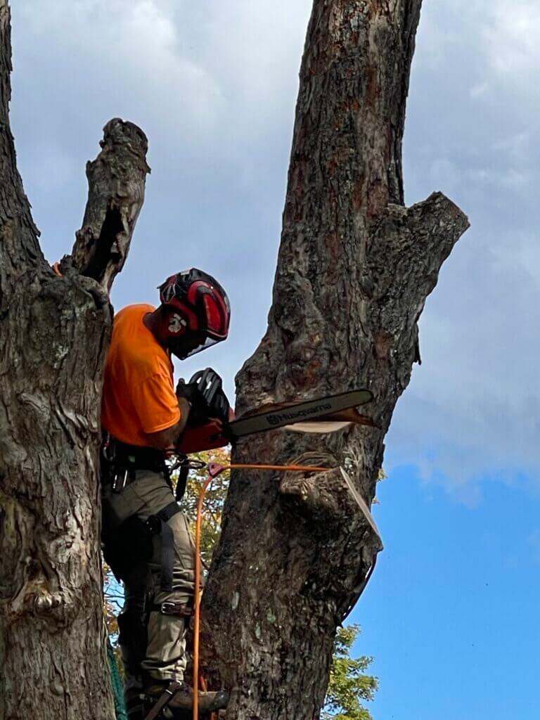 Tree removal in Machias and Hancock County Maine