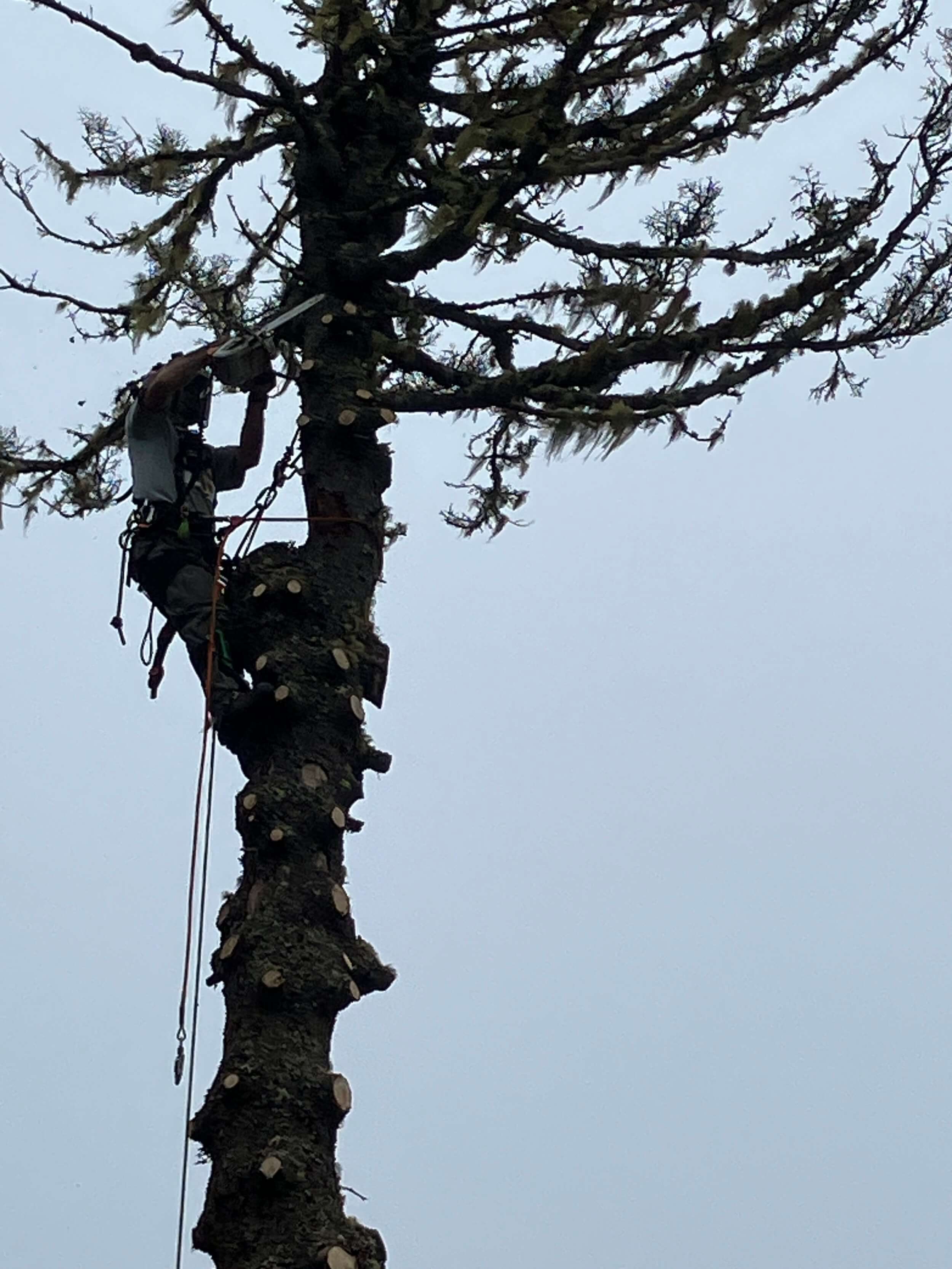 Forestry mulching and brush mulching